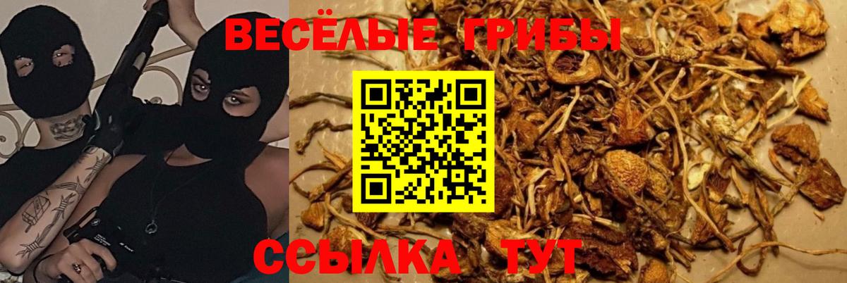 Сатка  Галлюциногенные грибы GOLDEN TEACHER  Вход с VPN  Псилоцибиновые грибы MAGIC MUSHROOMS 